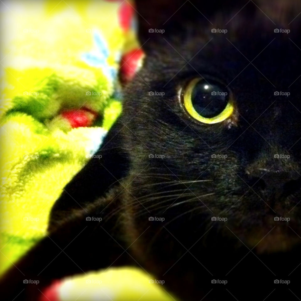green yellow black cat by kuzeytac
