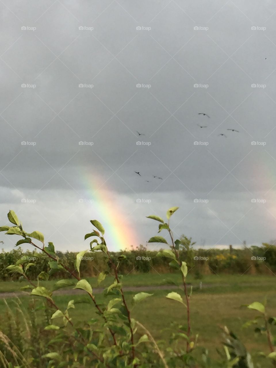 After the storm a stunning double rainbow appears geese’s take Flight isn’t-nature grand .