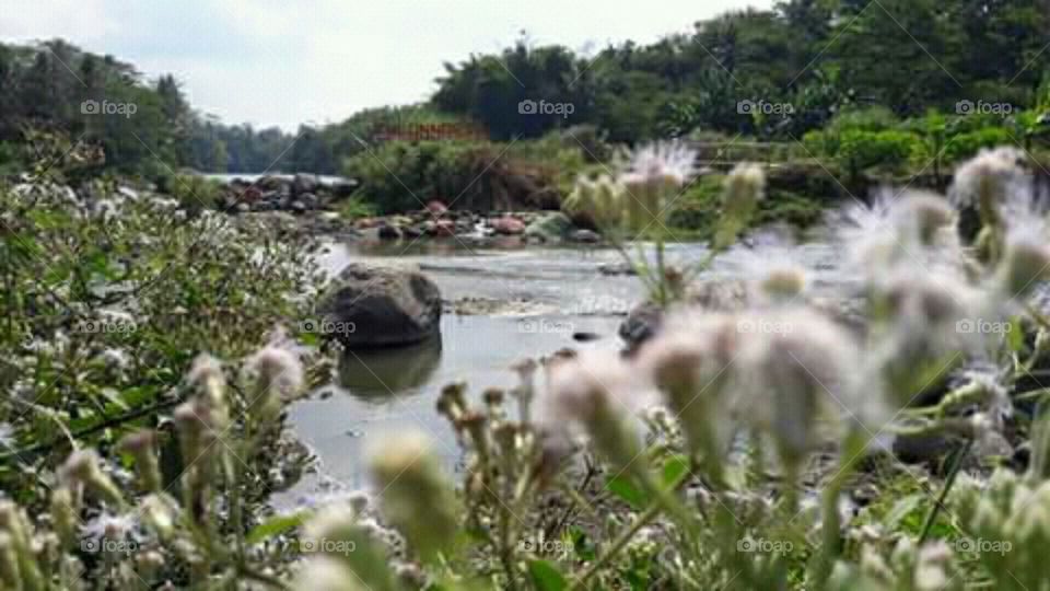 river and flower