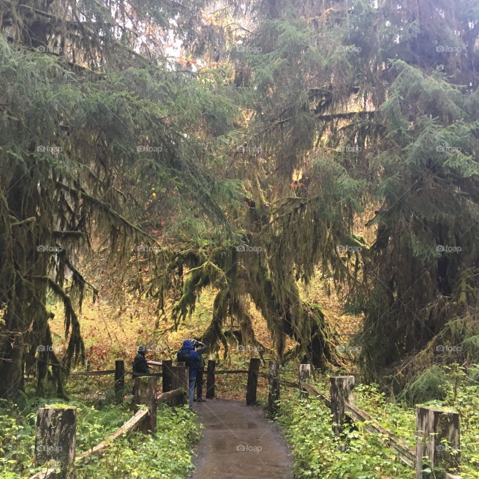 Rainy hike