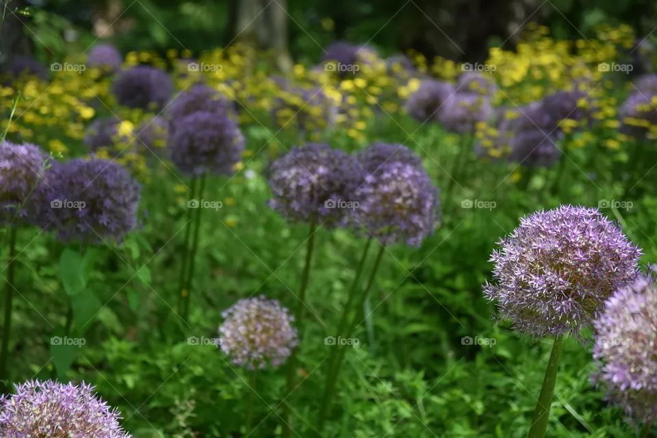 beautyful flowers