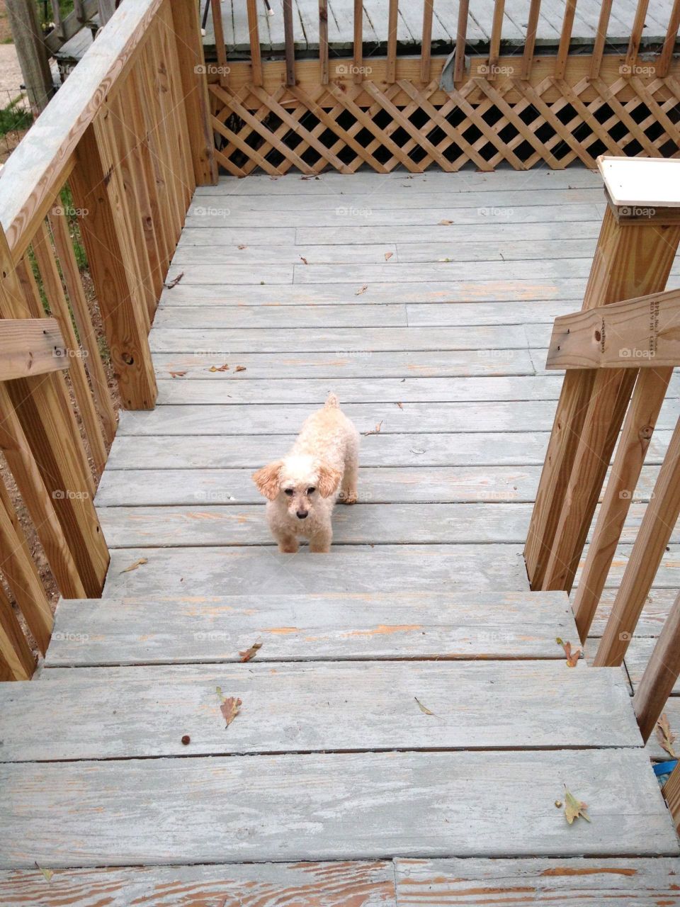 Dogs of the USA! White Poodle!