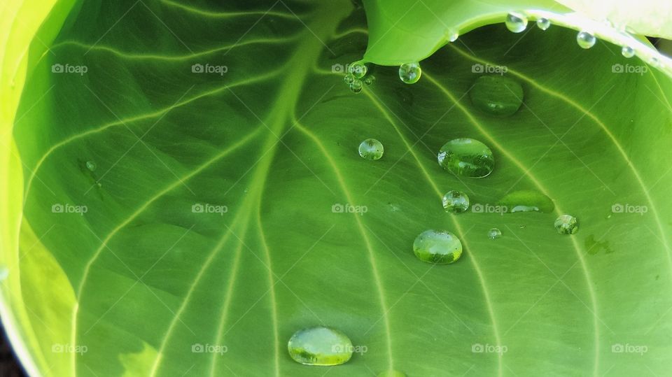 Last of the raindrops