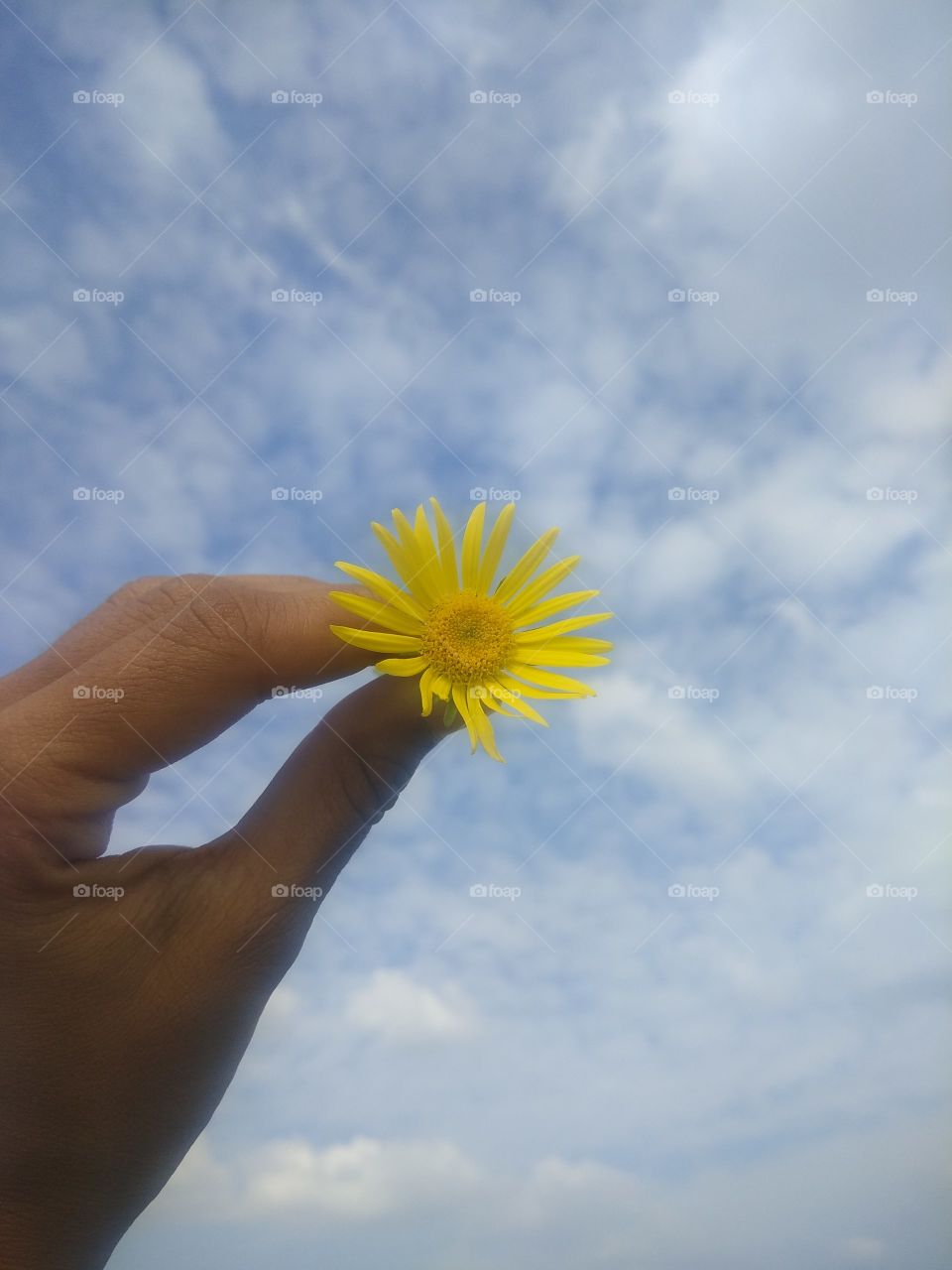 A beautiful yellow flower on sky background!