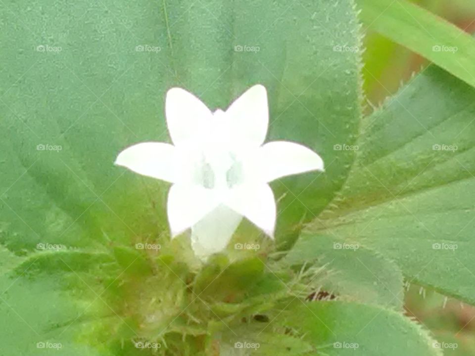 White flower of forest.