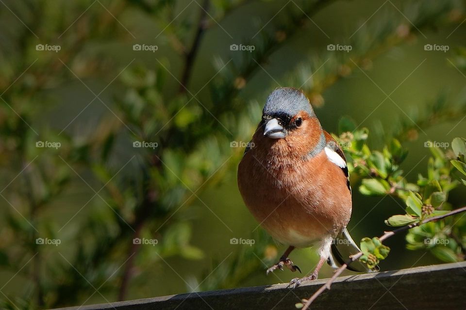 chaffinch