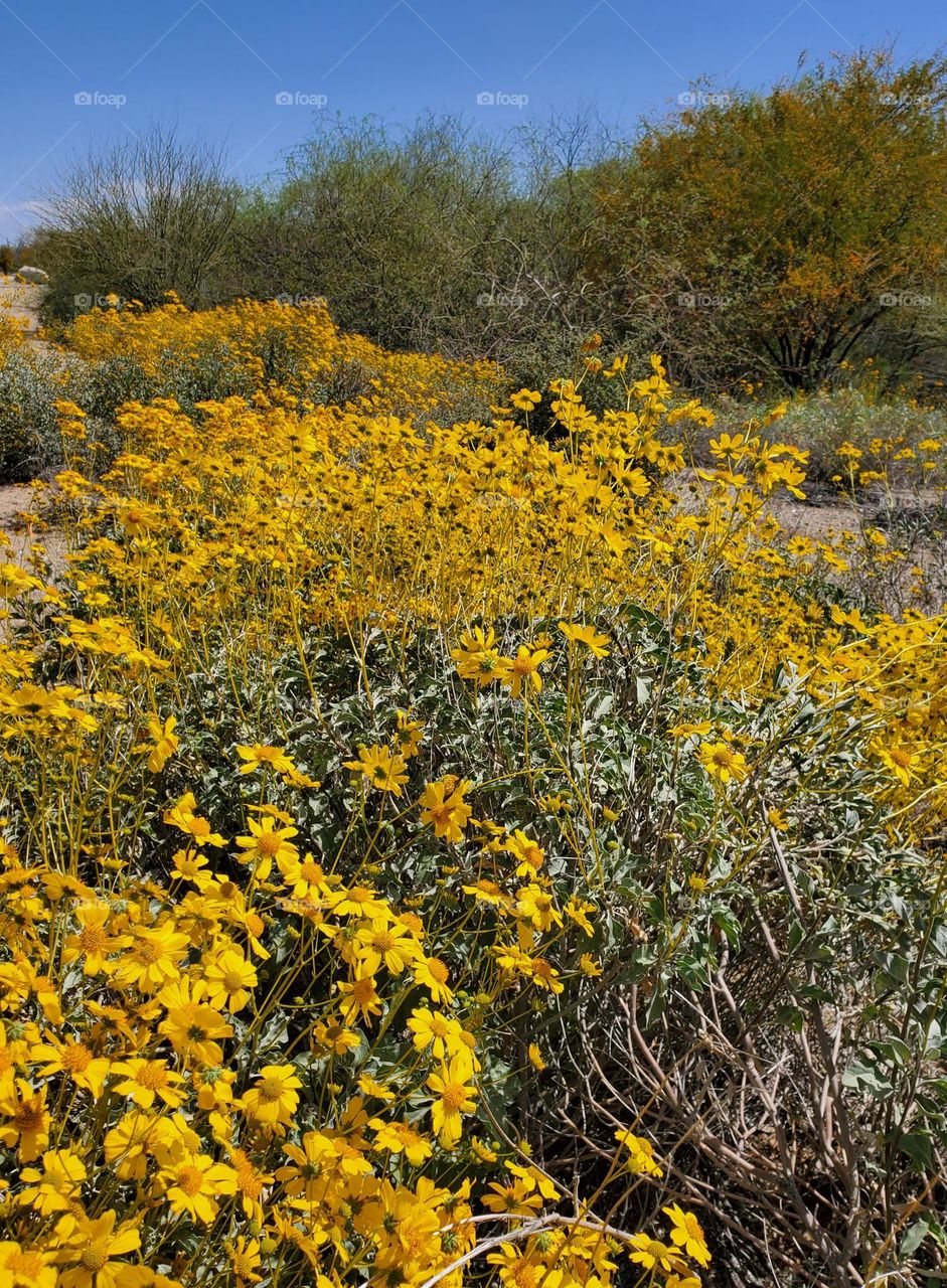 Field of Flowers in the Desert