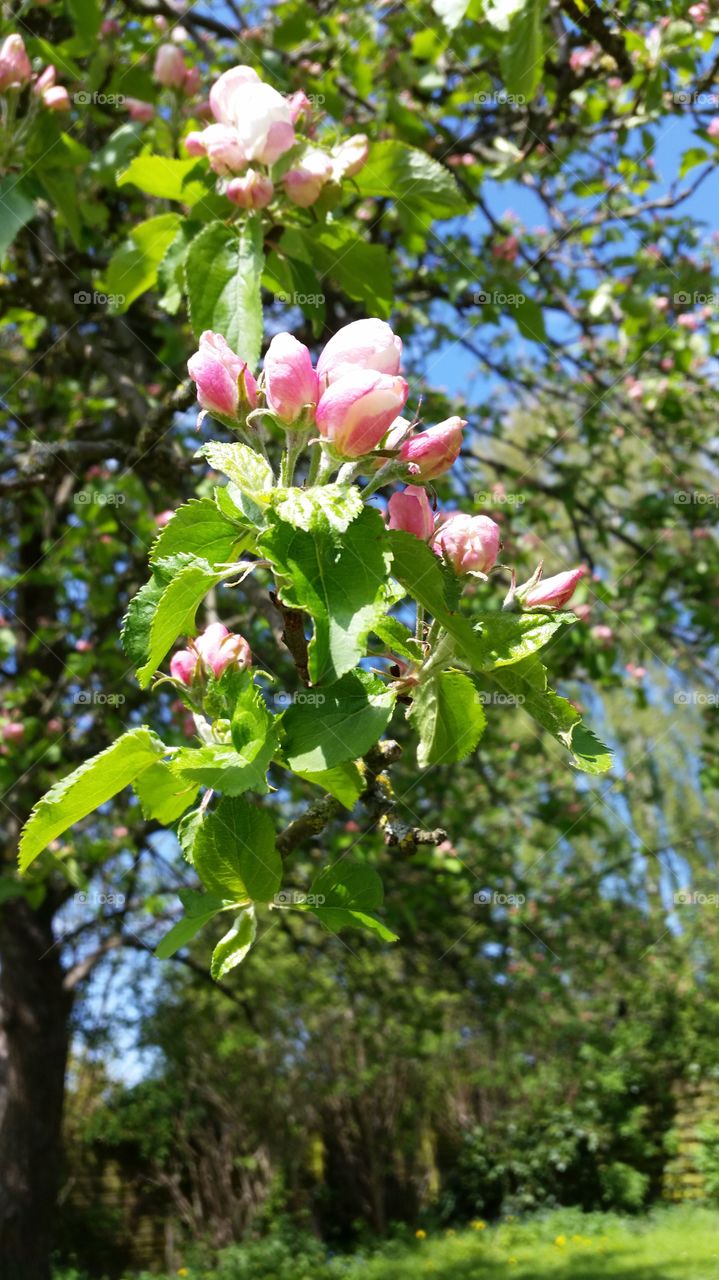 apple tree 