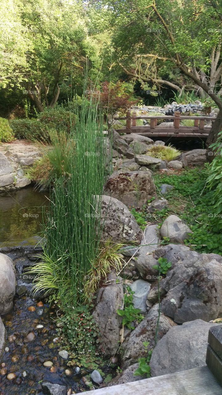 reeds growing by pond in garden