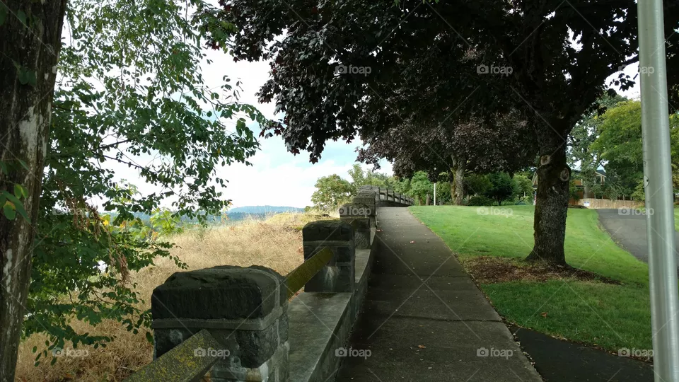 Tree, No Person, Nature, Outdoors, Landscape
