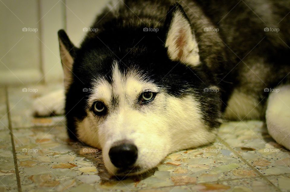 Good Morning Allie Girl. My Siberian Husky, Allie, patiently waiting for her walk on the cool floor by the front door.