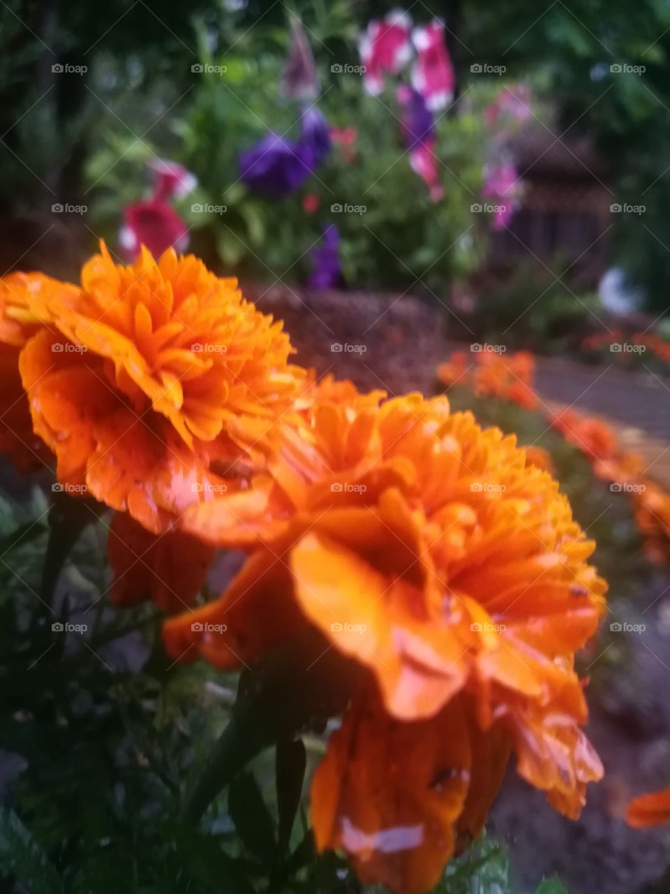 Beautifull Orange