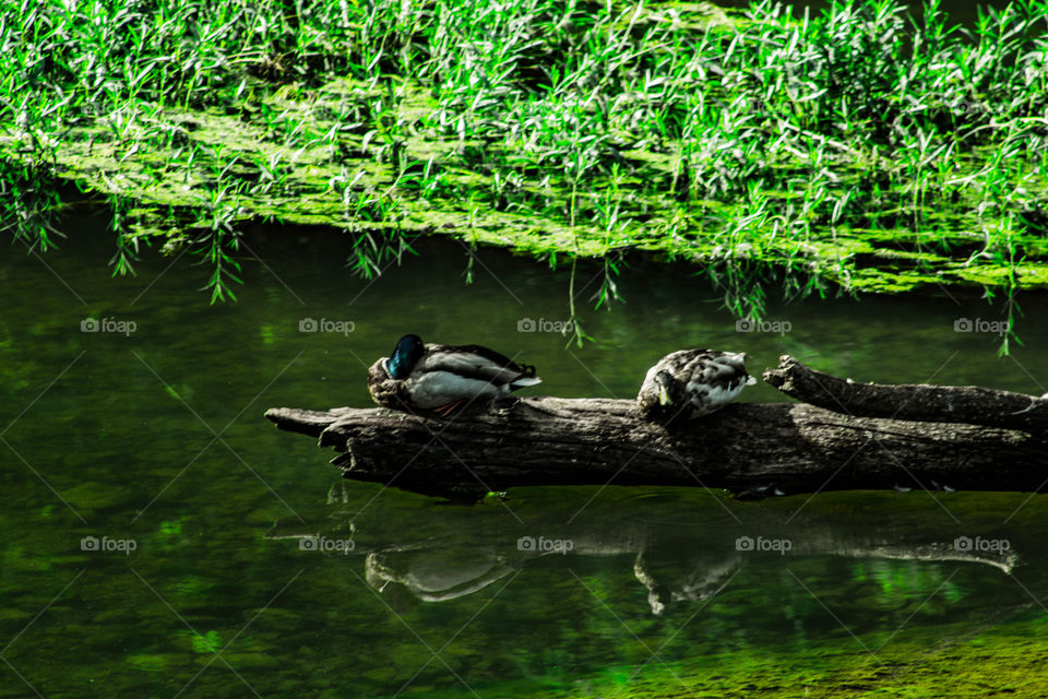 ducks on a log