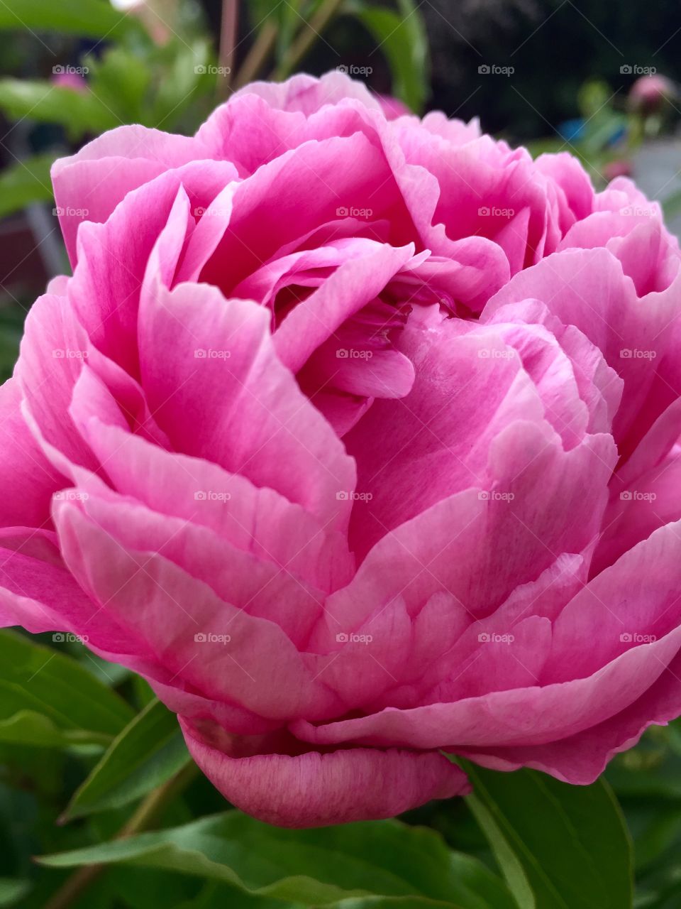Peony blooming 