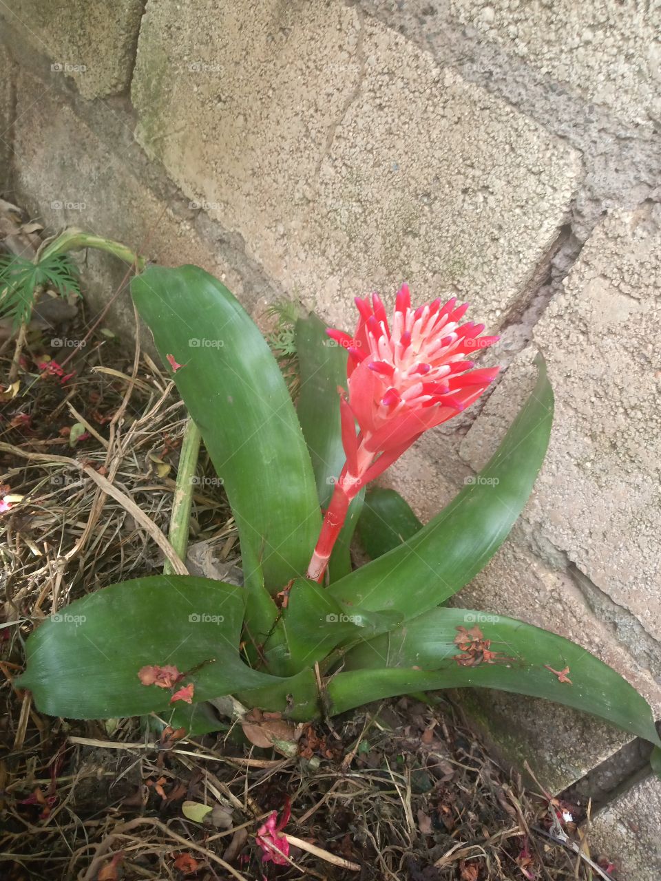 billbergia pyramidalis