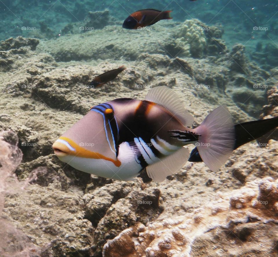 Picasso Trigger Fish