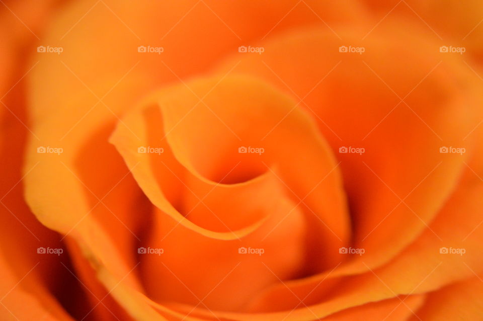 rose