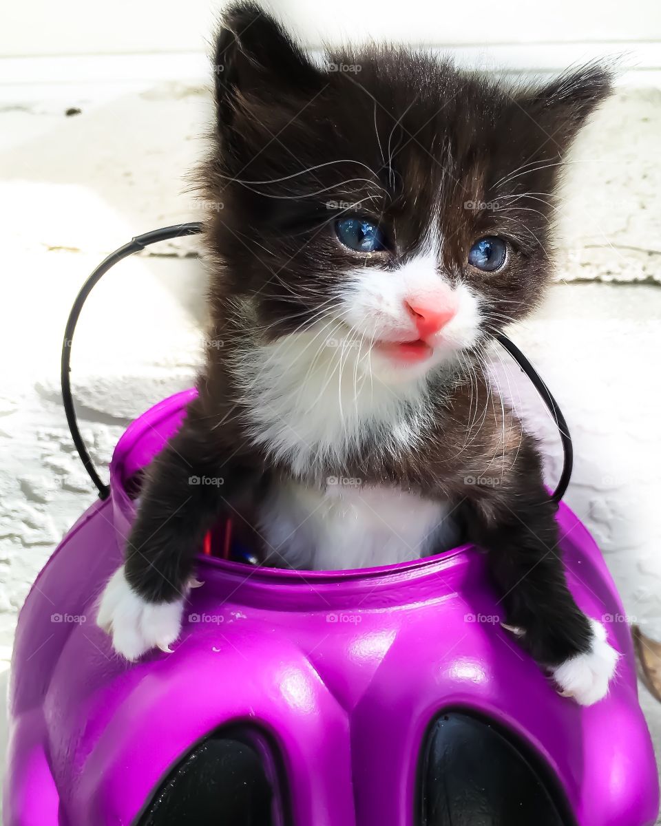 Kitten in a Purple Pumkin basket.
