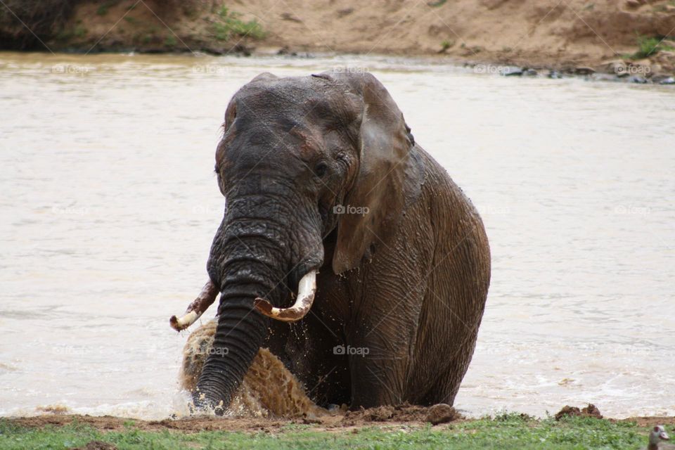 elephant taking a dip