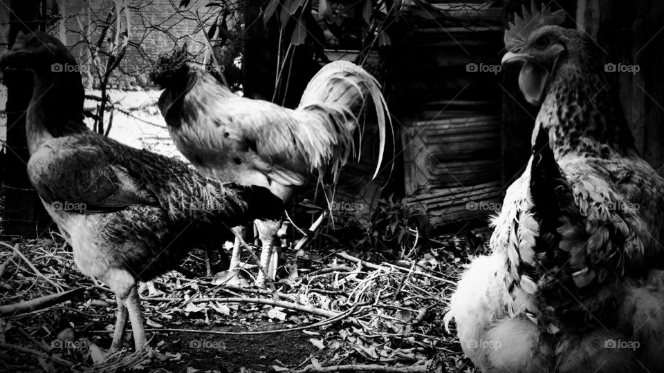 Galo e galinhas, caipiras.