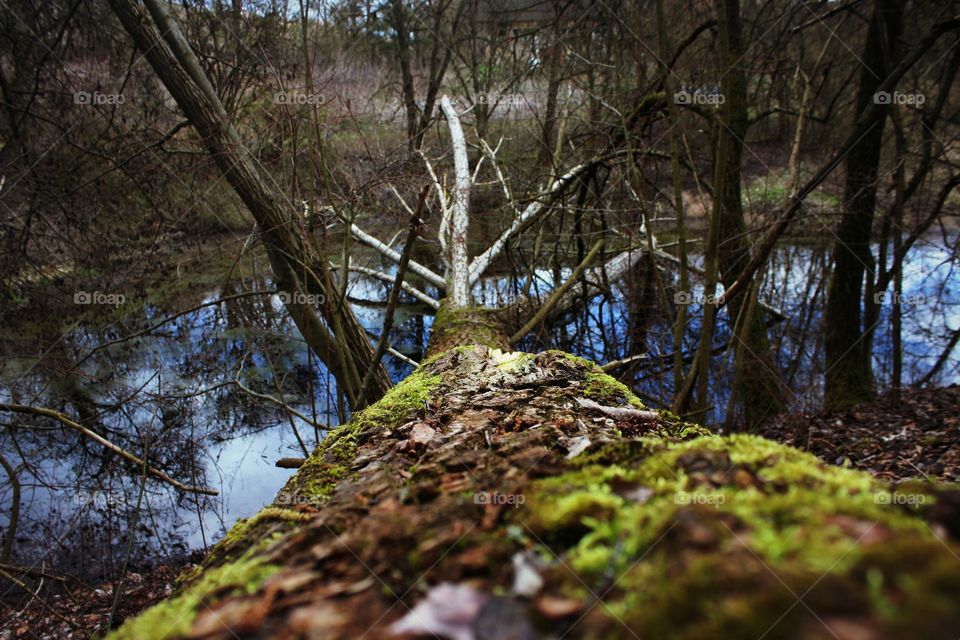 fallen tree