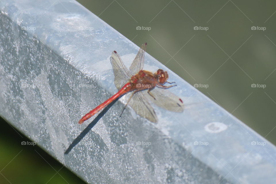 Red dragonfly