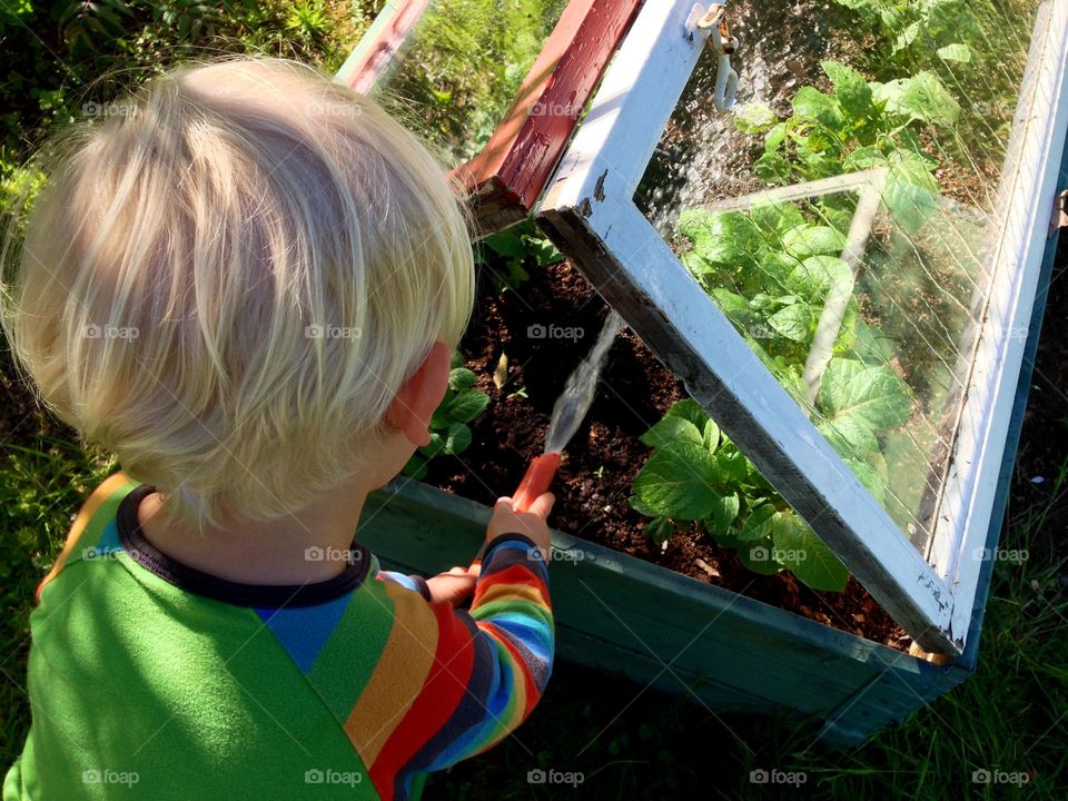 Little boy watering potato plants