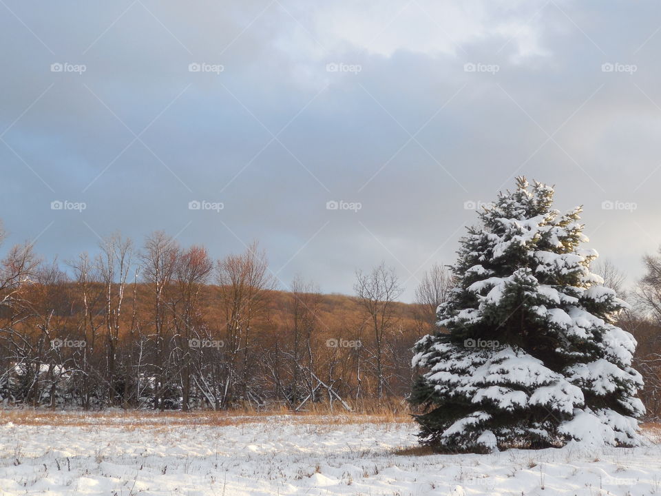 mountain tree pine right side snowy winter scene
