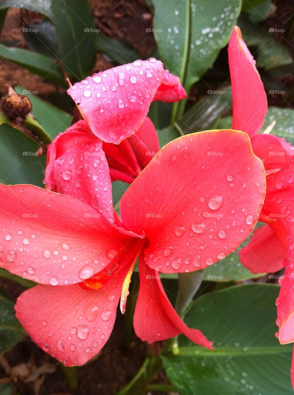 Flower red waterdrops