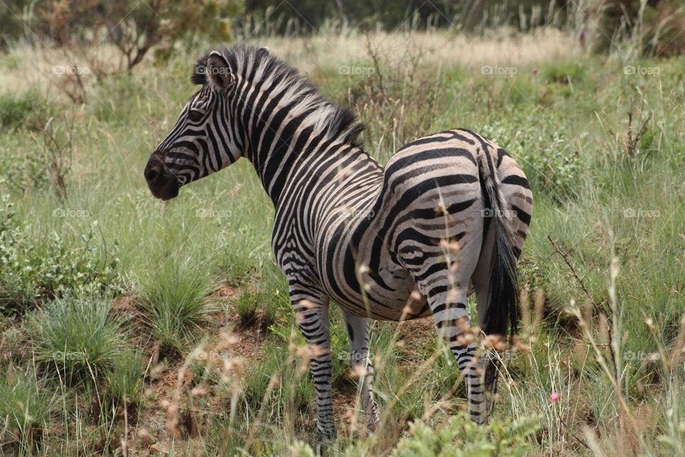 beautiful zebra