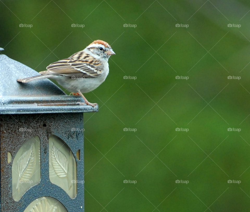 bird wild small feeder by lightanddrawing