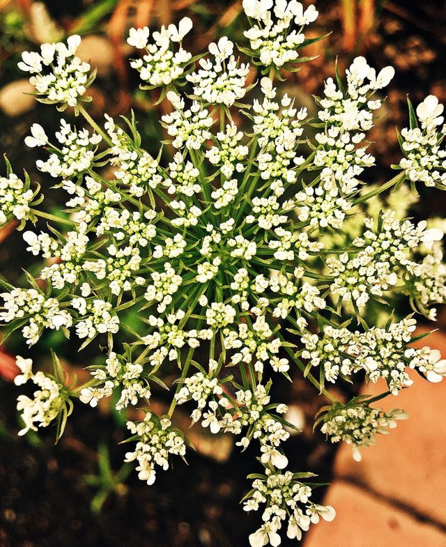 Queen Anne's Lace