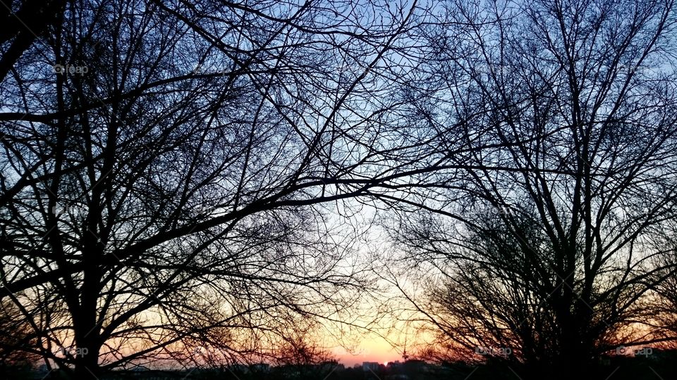 View just after sunset between trees on Primrose Hill, London
