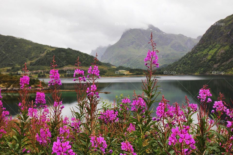 Lofoten Islands