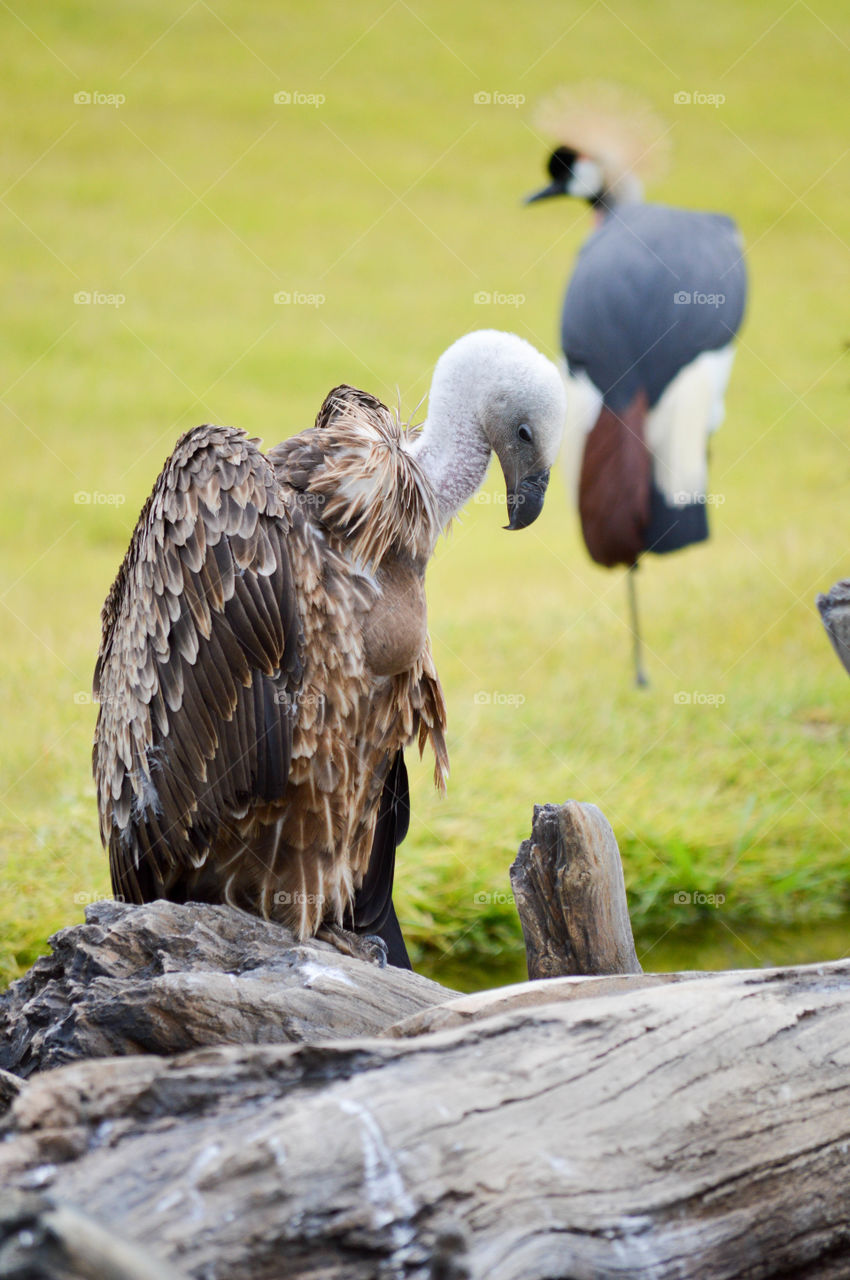 Close-up of a vulture perched on a log with a grassy green background and and a blurred crested crane