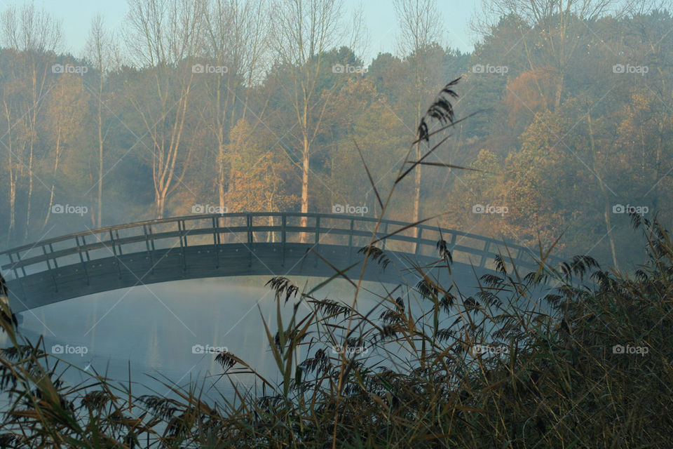 View of idyllic lake in fog