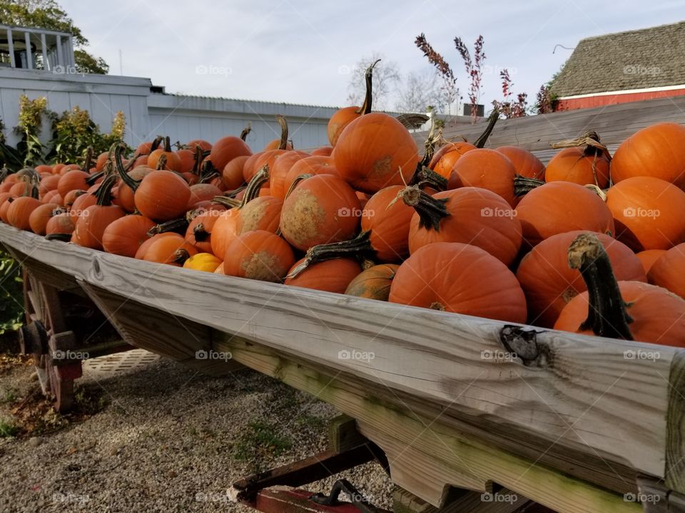 Halloween, Pumpkin, Fall, Thanksgiving, No Person