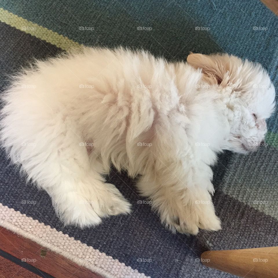 Coton de Tulear puppy 