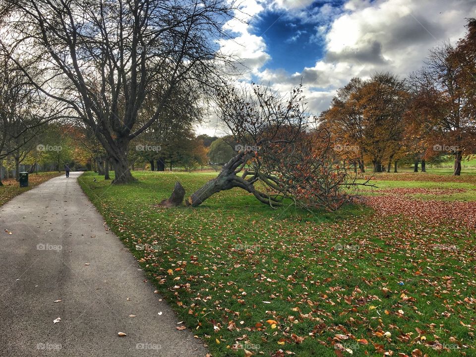 Tree, Landscape, Road, Park, Fall