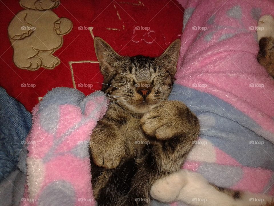 Sleeping kitten