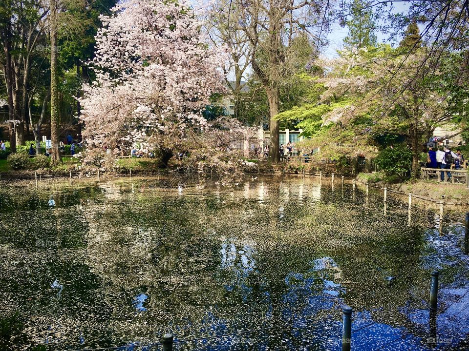 Various trees and their reflections on the lake
