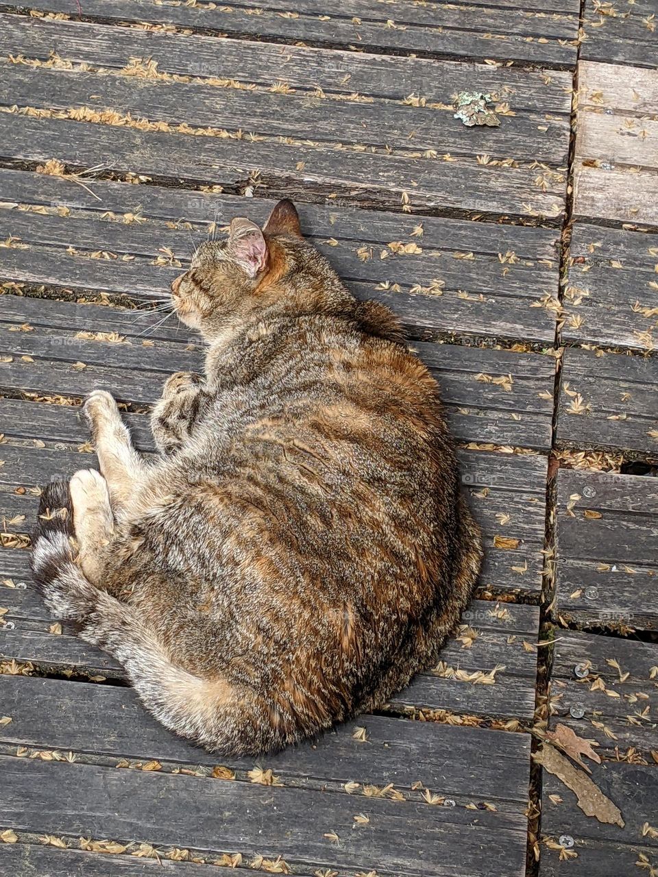 tabby cat curled up sleeping on old wooden slats with leaves in the cracks
