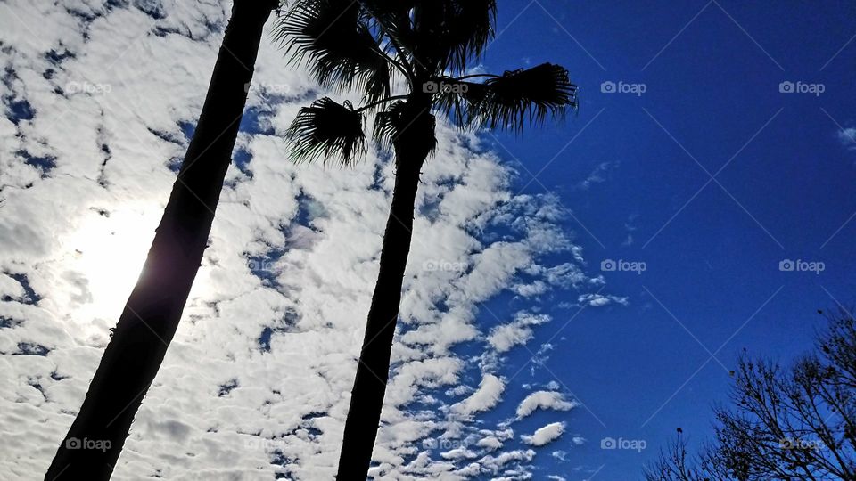 Spotted Clouds Over Palm Trees
