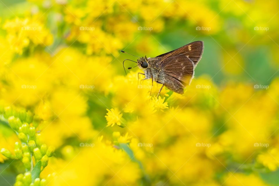 A Little Glassywing is in a world of yellow bliss as it indulges in the nectar of goldenrod blooms. 