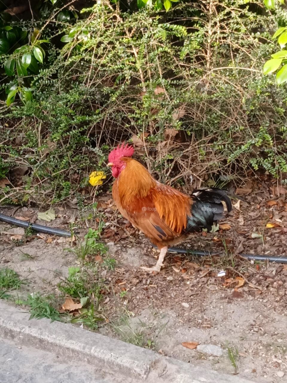 farm rooster