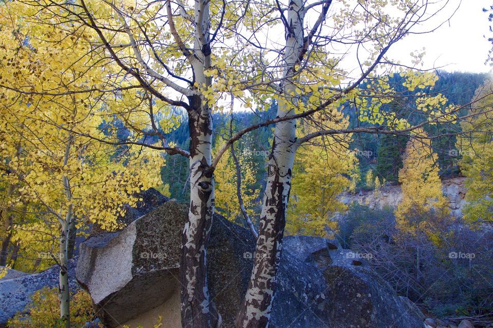 Twin Aspens against boulder