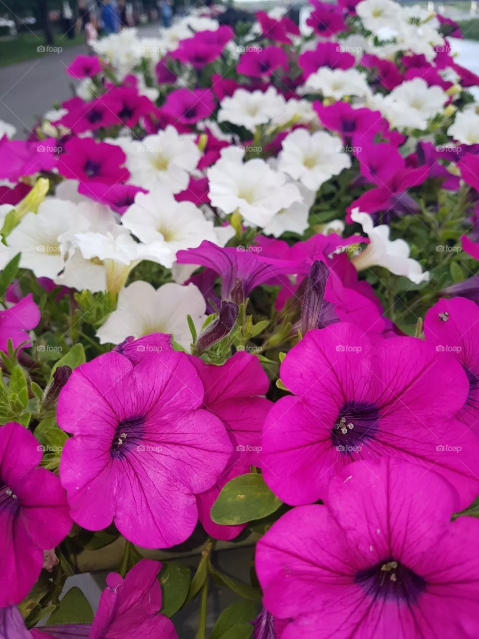 flowers
