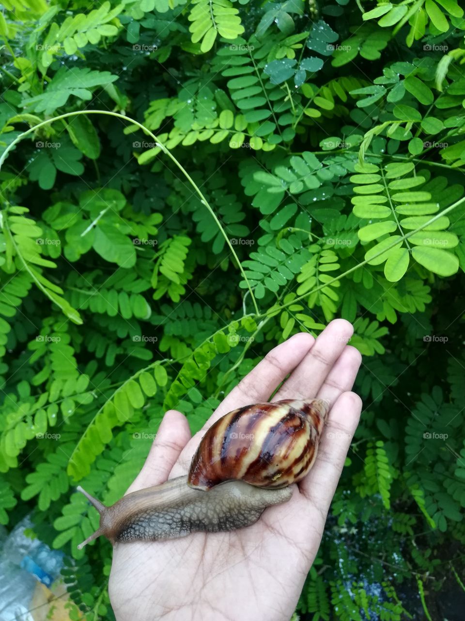 Snail on hand: giant African land snail