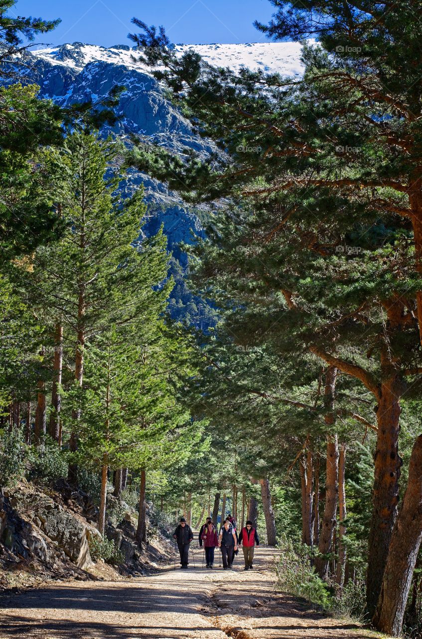 A group of people hiking in the forest 