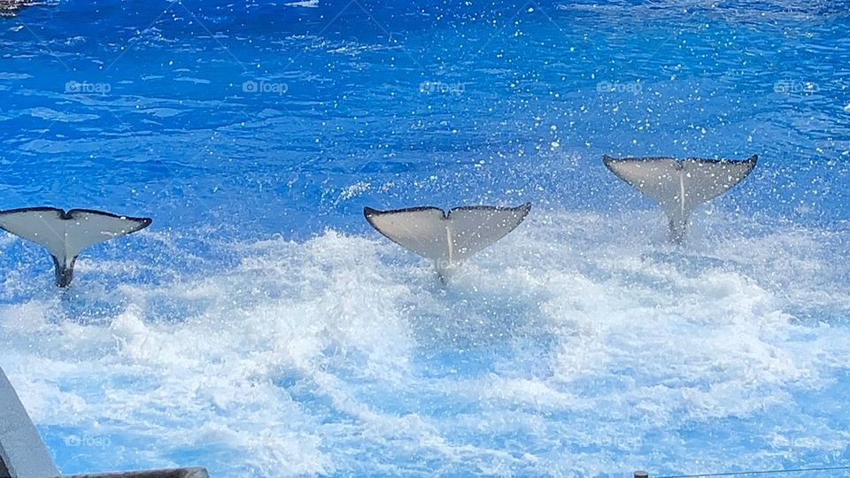 #day6 SeaWorld Orlando September 6, 2019  Catch my daily highlights to view my day at the theme parks!  Join me in the fun @Selsa_Susanna highlights or https://www.facebook.com/selsa.susanna 1700 Celebration Blvd, unit 1019, Celebration, FL 34747